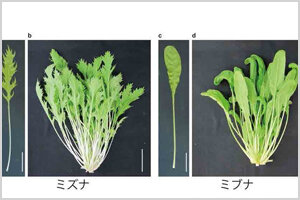 ［プレスリリース］京の伝統野菜ミブナの育種の歴史を解明！