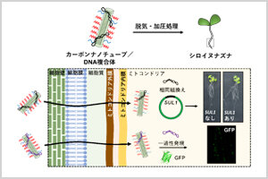 ［プレスリリース］カーボンナノチューブで植物に遺伝子を送り込む－植物ミトコンドリアの効率的な遺伝子改変が可能に－