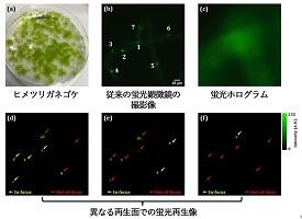 ［プレスリリース］ディジタルホログラフィーによる生細胞３次元 シングルショット蛍光・位相イメージング