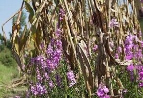 ［プレスリリース］根寄⽣雑草の寄⽣を制御する酵素の解明ーアフリカ諸国の主要穀物であるソルガムの被害軽減を可能にー