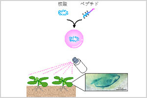 ［プレスリリース］スプレーで植物を改変 －簡便な非遺伝子組換え植物改変法の開発－