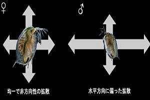 ［プレスリリース］オオミジンコのオスは水平方向に偏った遊泳拡散をすることを発見し、コンピュータシミュレーションによってその再現に成功