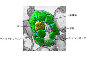 ［プレスリリース］一つの植物細胞を丸ごと3次元で再現 －光依存的なオルガネラの変化をナノスケールで探る－