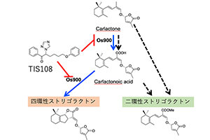 ［プレスリリース］根寄生雑草被害防除に光明！ ――植物ホルモンストリゴラクトンの分子種による機能分担の解明と根寄生雑草被害防除法の発見――