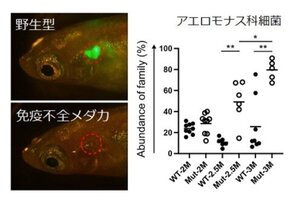 ［プレスリリース］世界初 無菌メダカの作出に成功！メダカ免疫システムの正常な機能には腸内細菌と腸の相互作用が必要であることを発見