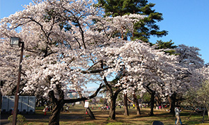 陽東キャンパスの桜並木