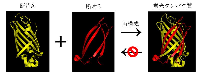 図１. BiFC法における蛍光タンパク質の再構成