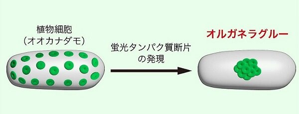 図2.通常の葉緑体分布(左)とオルガネラグルーによって接着した葉緑体の分布(右)