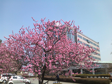 150331momo_w230.jpg