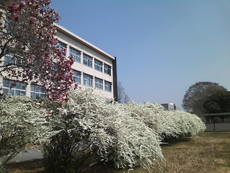 150331yukiyanagi_w230.jpg