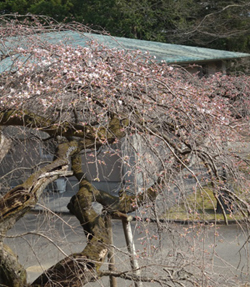 2015_ensyurin_shidare_w250.jpg