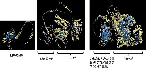 立体構造予測の解析の一例