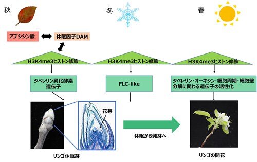 リンゴが季節に応答して休眠から発芽・開花へ移行する過程におけるH3K4me3ヒストン修飾の寄与の概略図