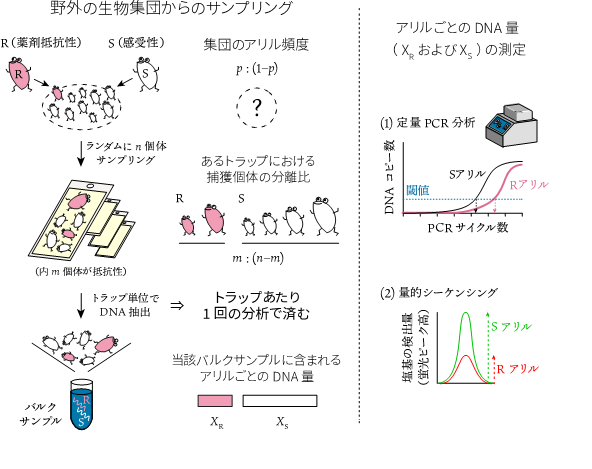 図1 野外の生物集団からのサンプリング