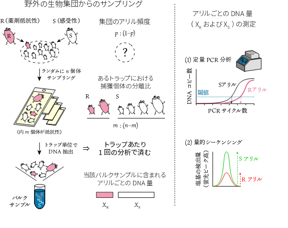 図1 　野外の生物集団からのサンプリング