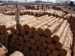 enshurin_130329-3.jpg