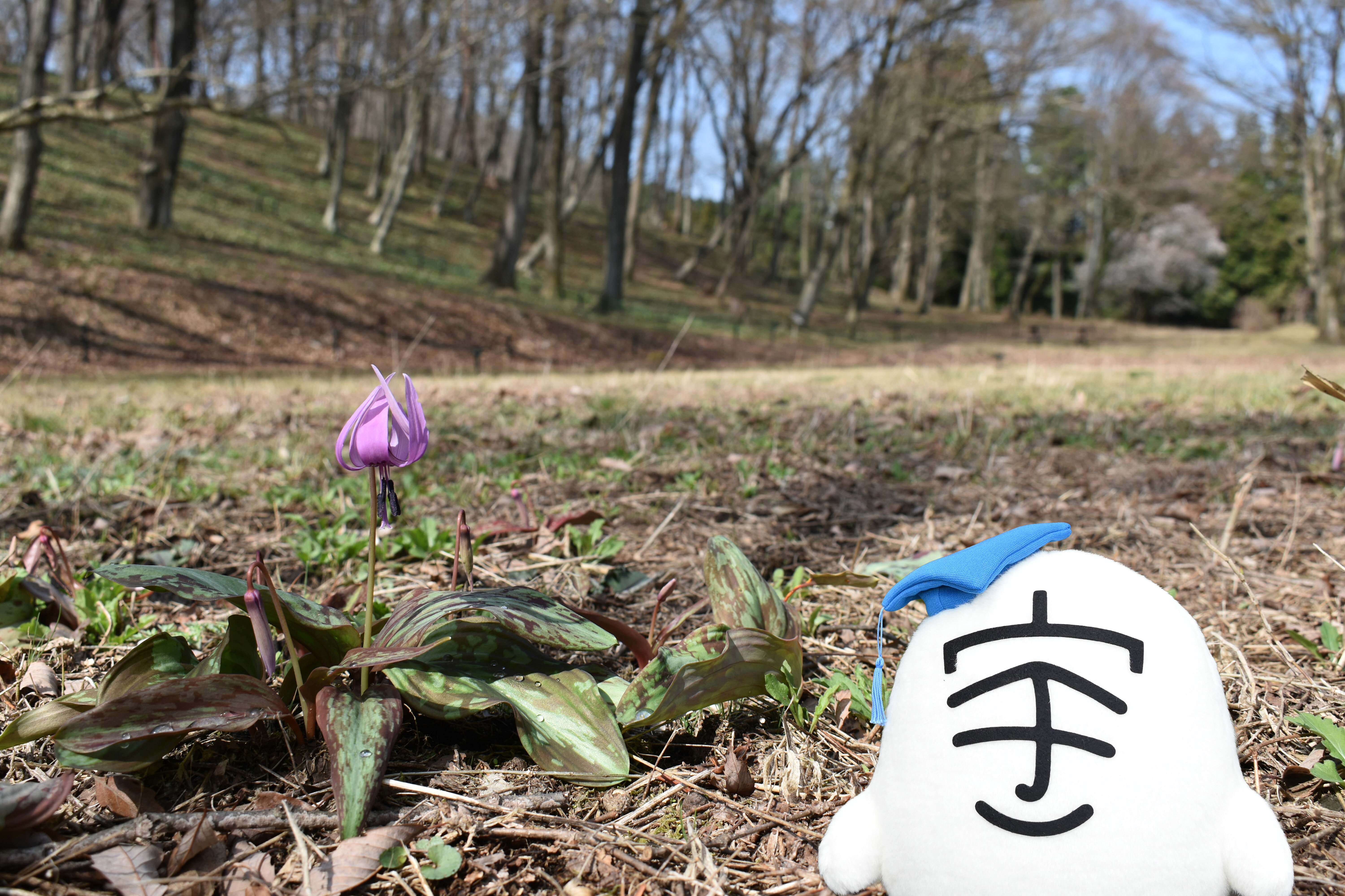 3月下旬から4月中旬にかけてカタクリの花が見ごろになります