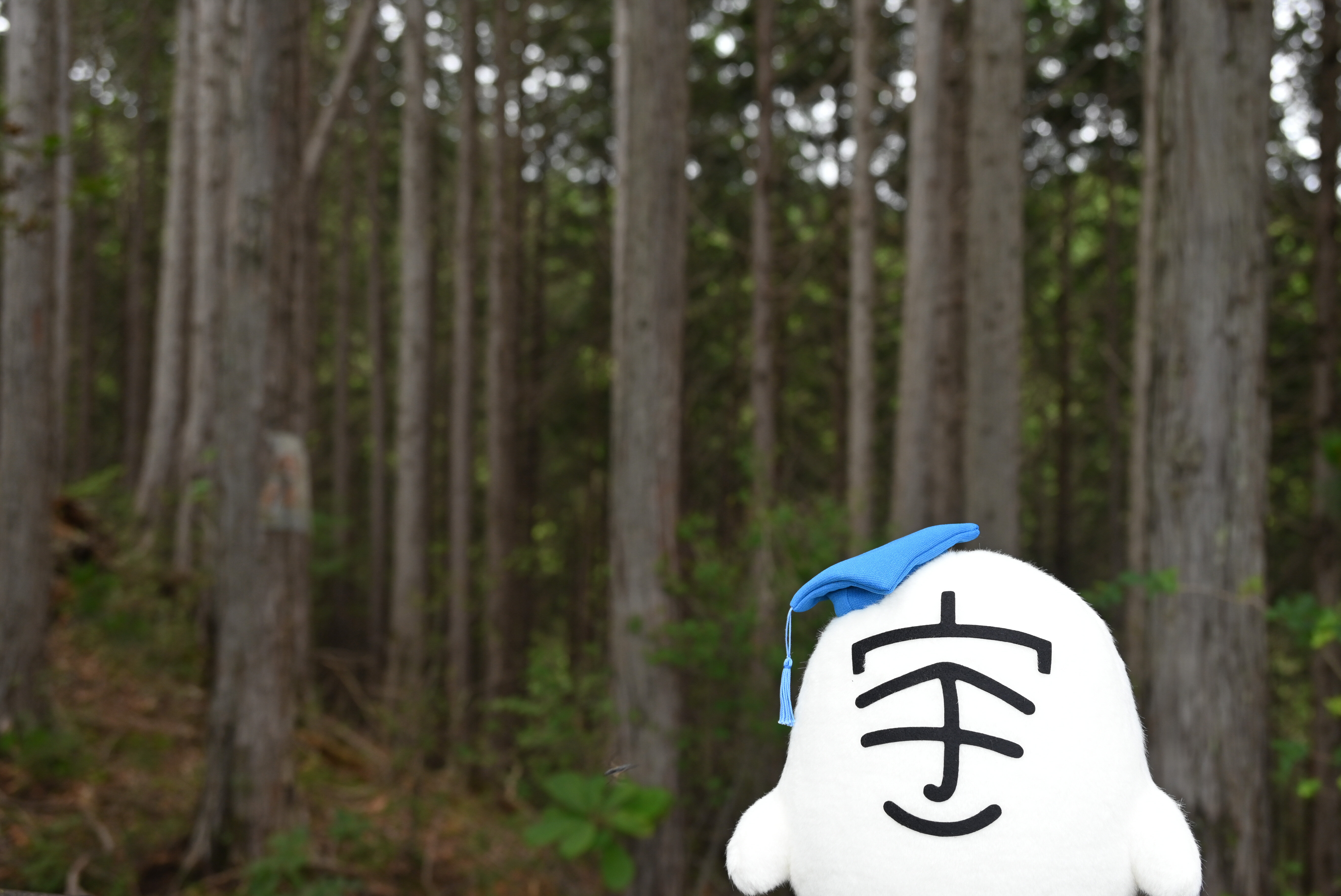 ヒノキ林➀
