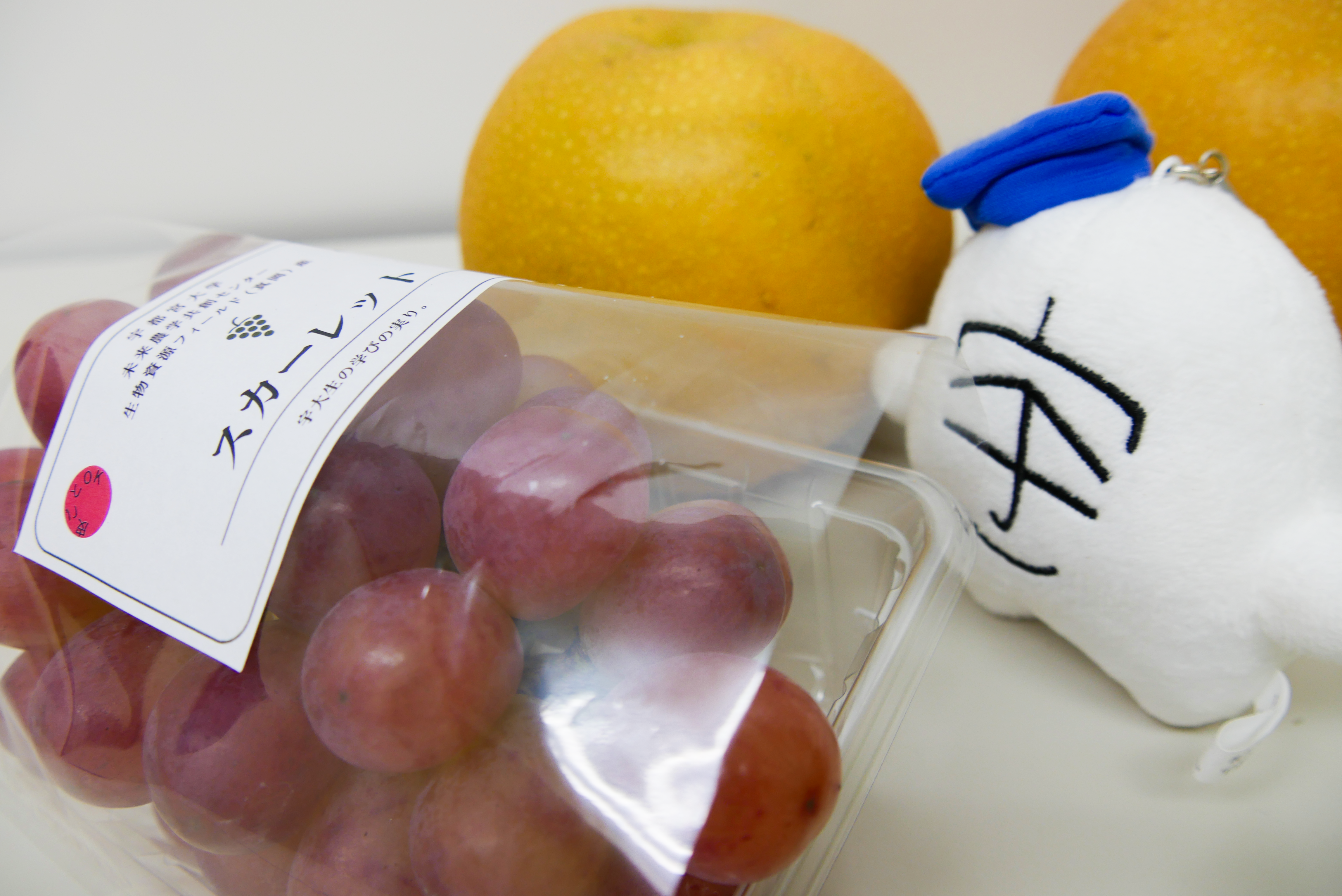 生協で販売