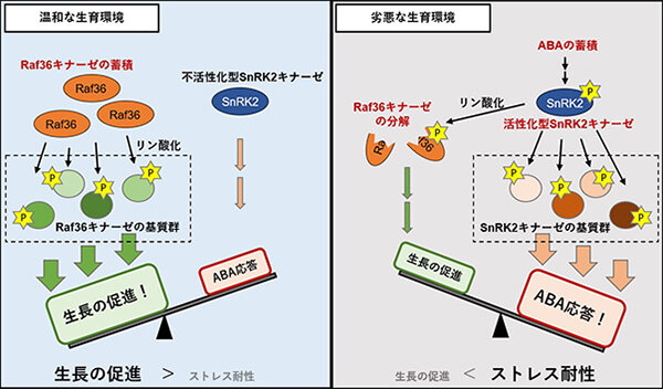 図1 :SnRK2キナーゼとRaf36キナーゼによる生長とストレス応答の制御モデル