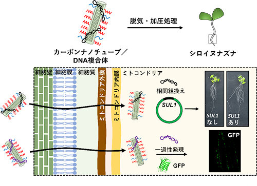 カーボンナノチューブによる植物オルガネラへの遺伝子輸送